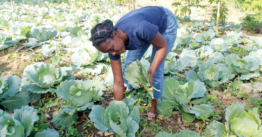 A woman harvests outer leaves from a field of cabbages.