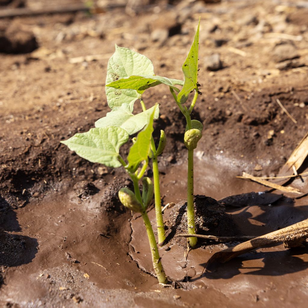 A small green plant springs up from dirt.