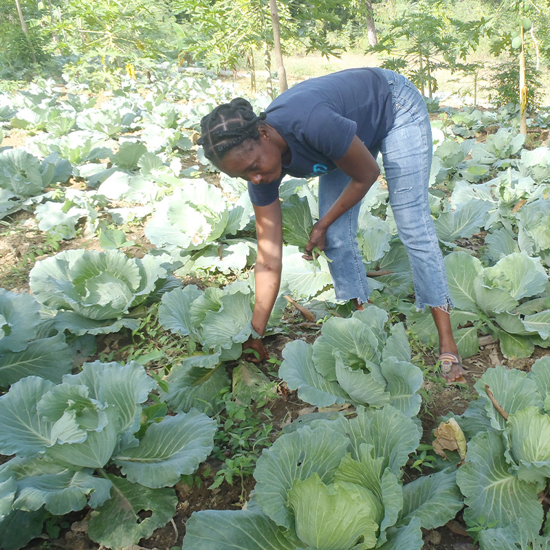 A bountiful crop yield for a farmer at the Kobonal Haiti Mission.