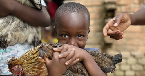 A young boy cradles a chicken in his arms.